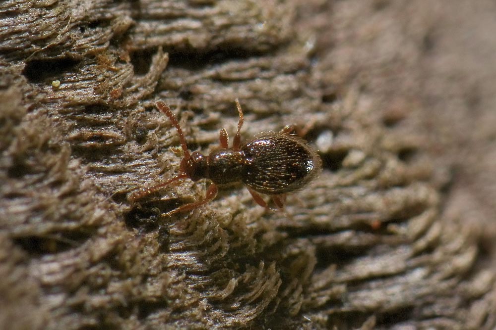 Minuscolo Scydmaenidae